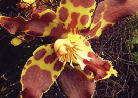 flor