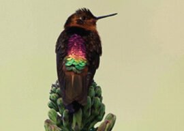 pajaro